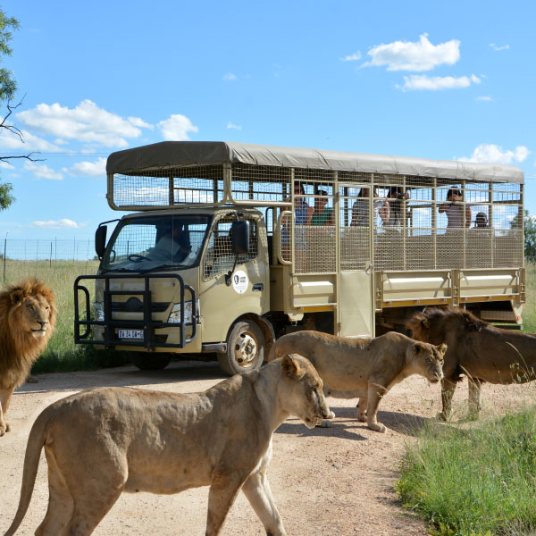 Lion & Safari Park